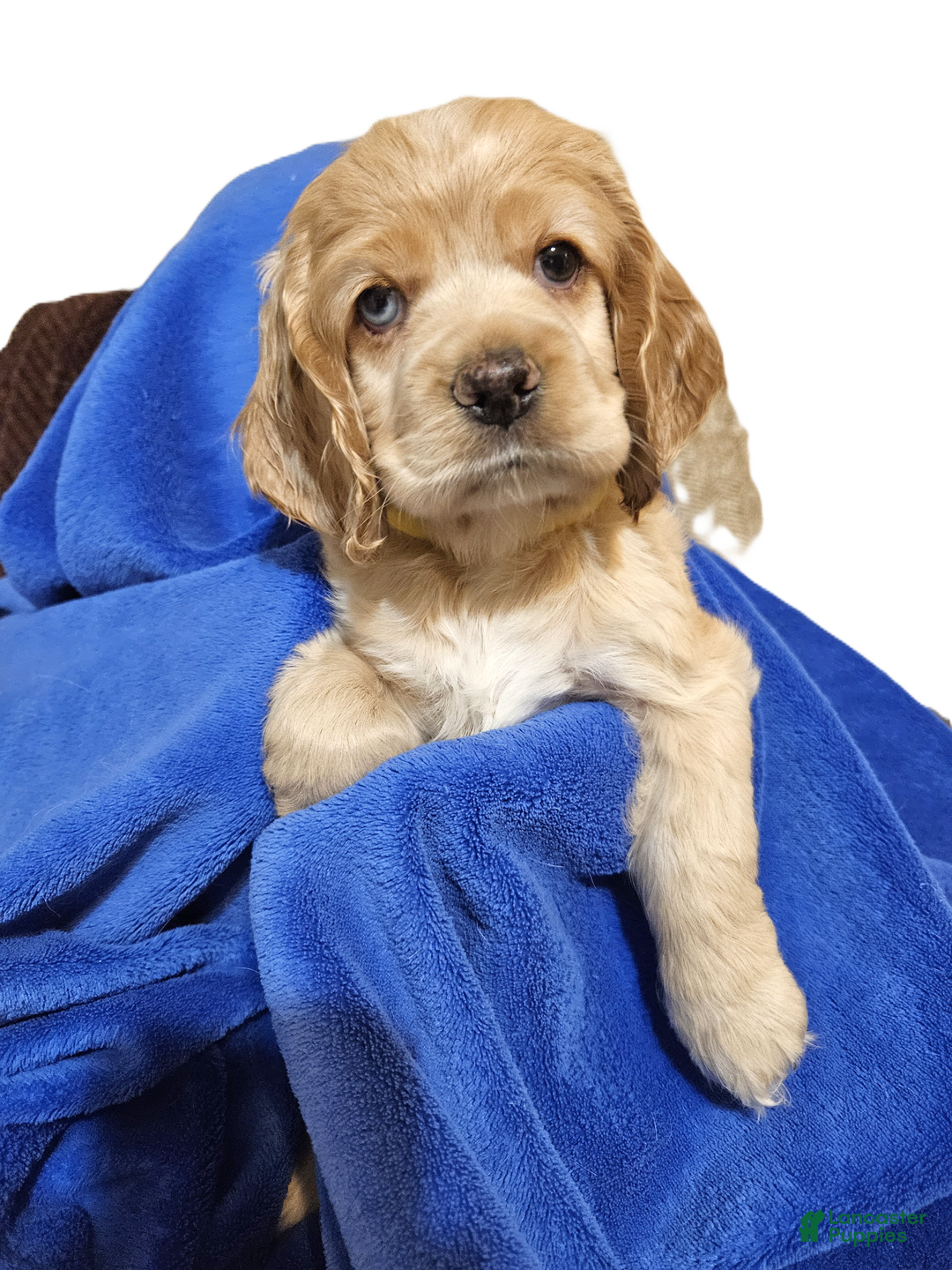 Cocker Spaniel dogs for sale: Sunshine - Image 1