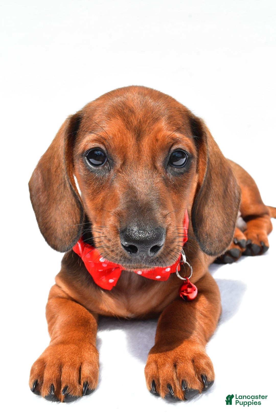 Miniature Dachshund dogs for sale: Issac - Image 8