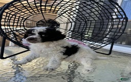 Miniature Poodle dogs for sale: Captain America - Image 2
