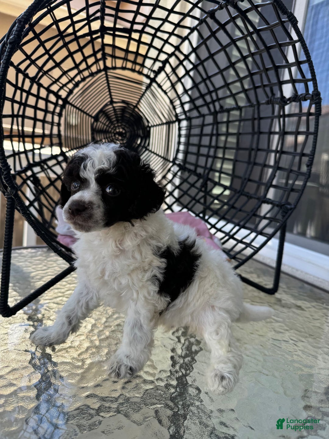 Miniature Poodle dogs for sale: Captain America - Image 2
