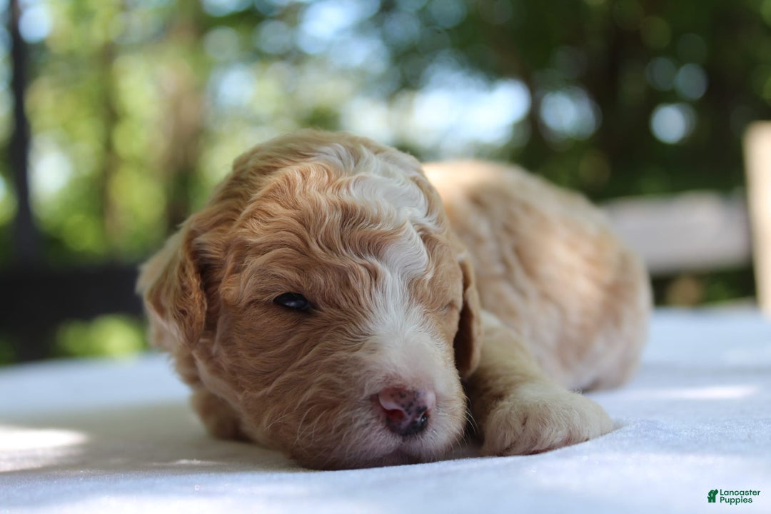 Standard Poodle dogs for sale: London Moyen - Image 12
