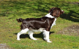 English Springer Spaniel dogs for sale: Chase - Image 7