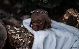 Miniature Dachshund dogs for sale: Smooth Coat Chocolate And Tan - Image 6