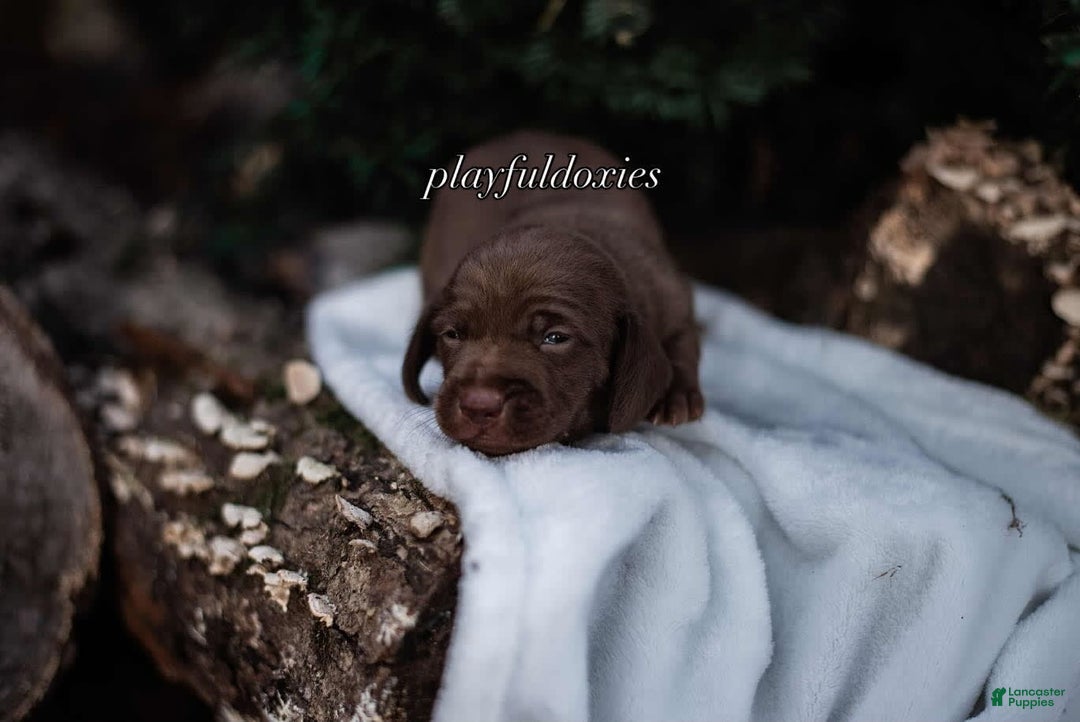 Miniature Dachshund dogs for sale: Smooth Coat Chocolate And Tan - Image 6