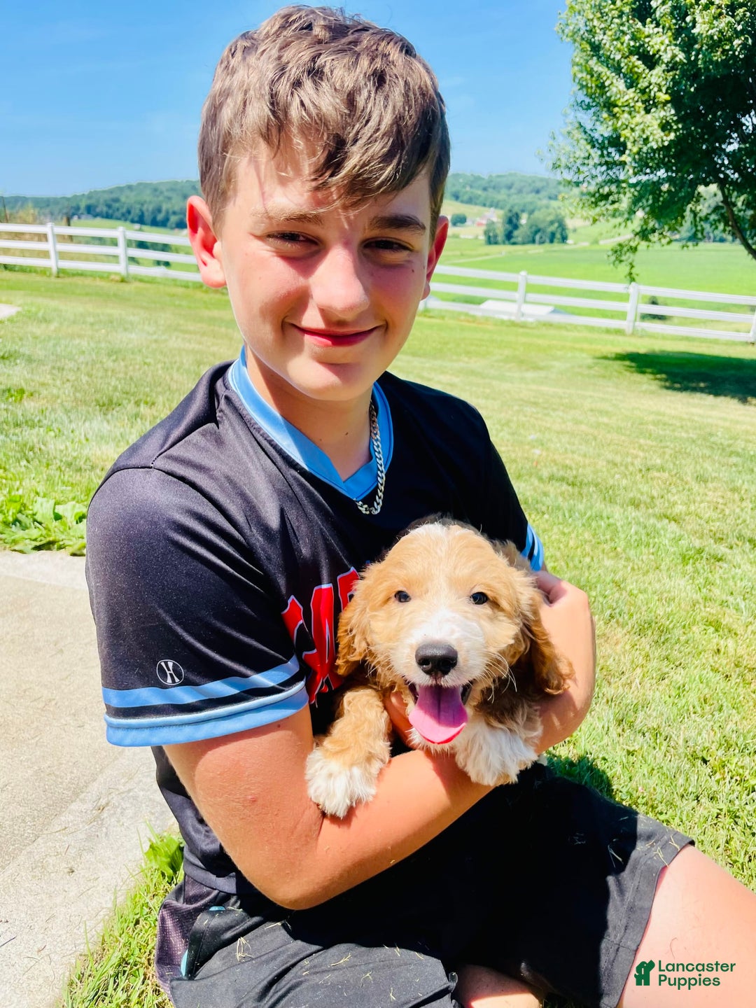 Mini Goldendoodle dogs for sale: Nacho - Image 9