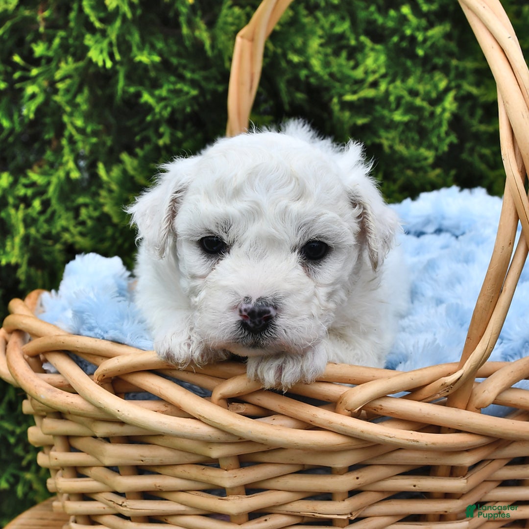 Bichon Frise dogs for sale: Alfred - Image 6