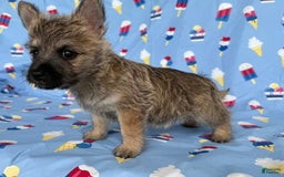Cairn Terrier dogs for sale: Jane - Image 3