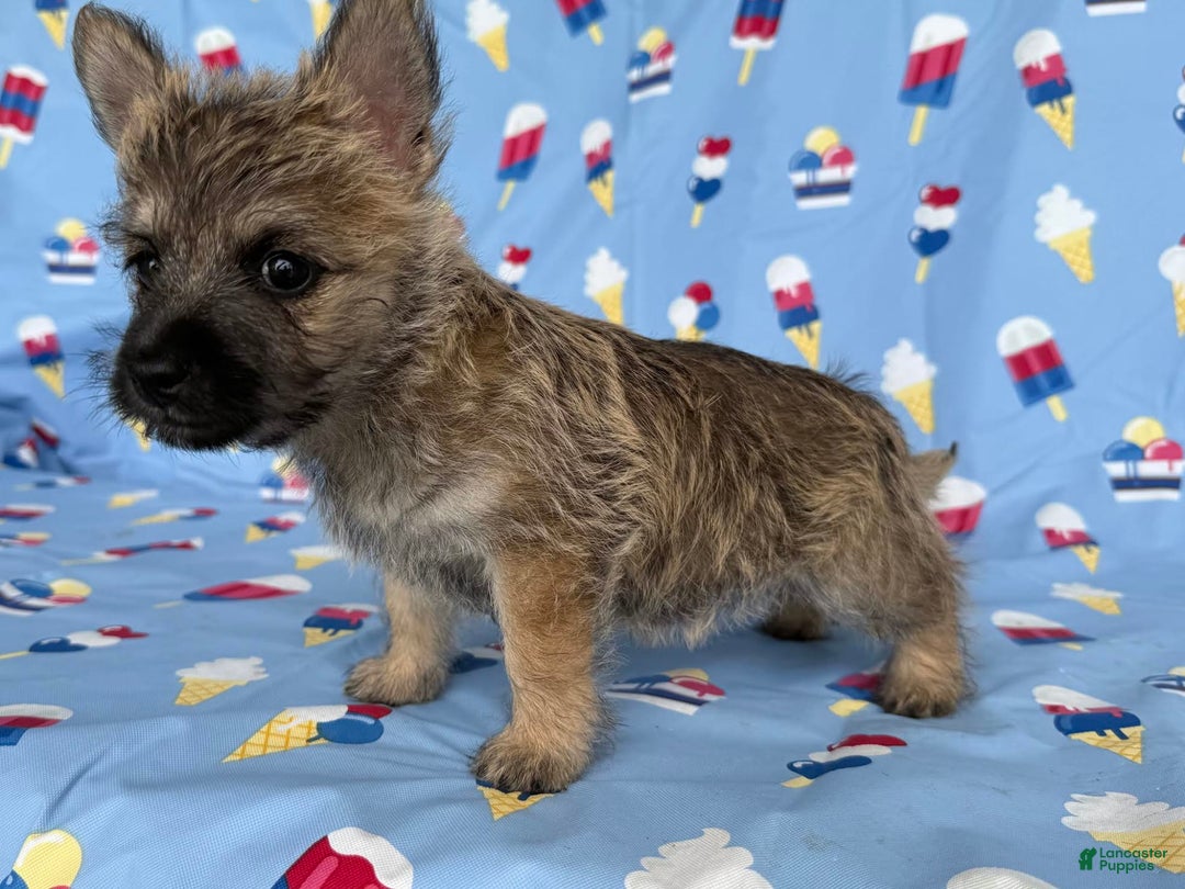 Cairn Terrier dogs for sale: Jane - Image 3