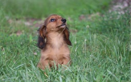 Miniature Dachshund dogs for sale: Dora - Image 11