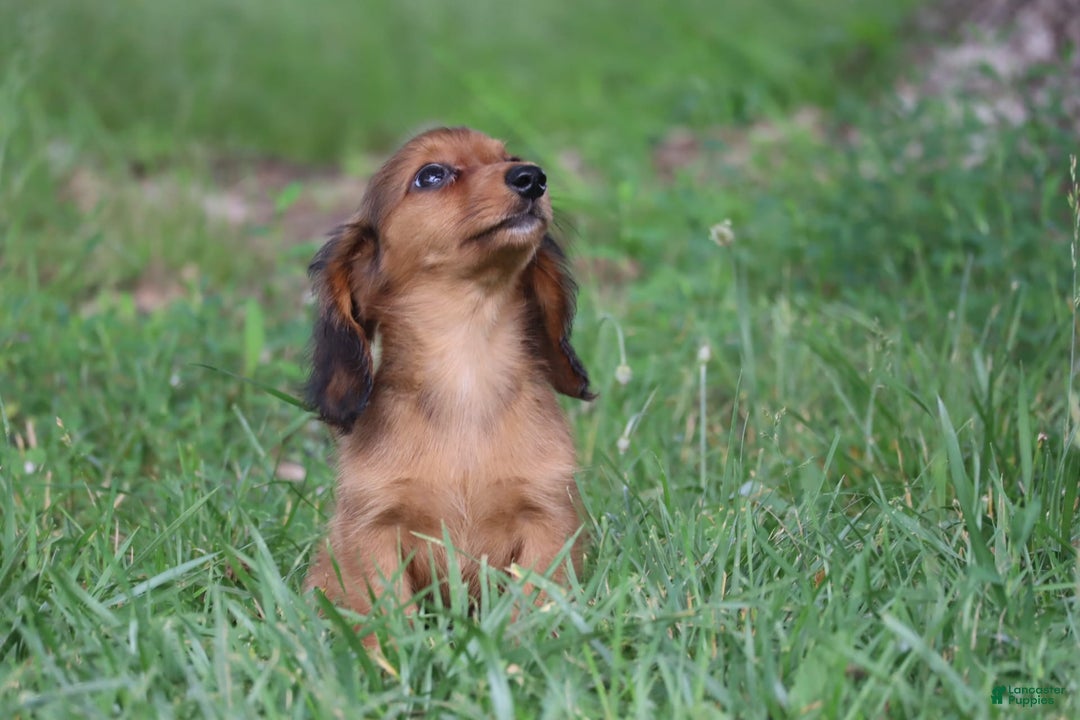 Miniature Dachshund dogs for sale: Dora - Image 11