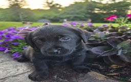Labrador Retriever dogs for sale: Bella - Image 4