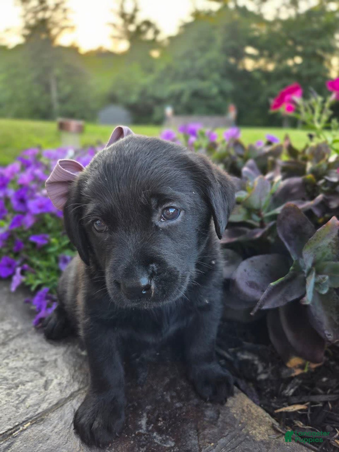 Labrador Retriever dogs for sale: Bella - Image 4
