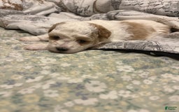 Miniature Poodle dogs for sale: May - Image 14