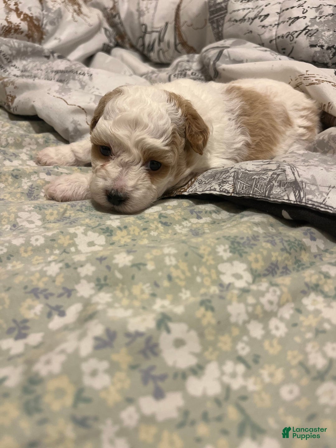 Miniature Poodle dogs for sale: May - Image 14
