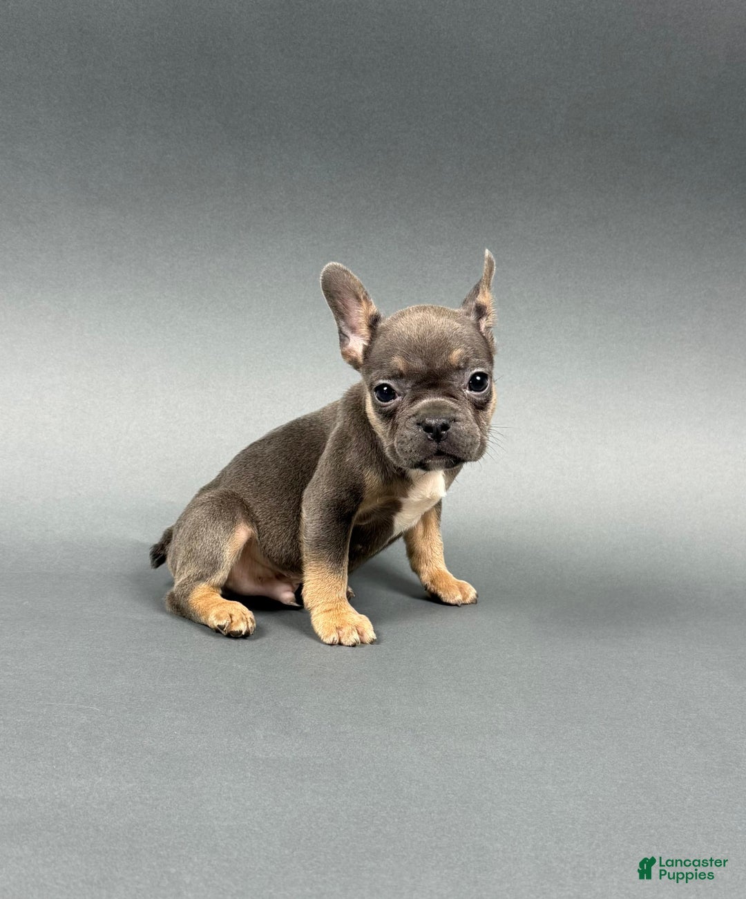 French Bulldog dogs for sale: French Bulldog 5 puppies - Image 9