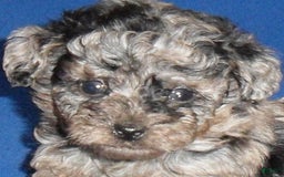 Yorkiepoo dogs for sale: Patches - Image 3