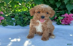 Toy Poodle dogs for sale: Trixy - Image 1