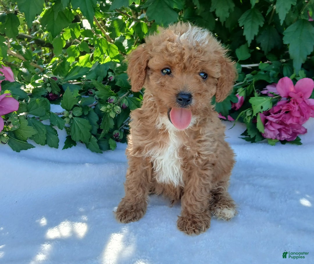 Toy Poodle dogs for sale: Trixy - Image 1