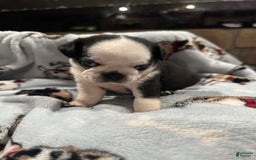 Pug dogs for sale: Panda - Image 1