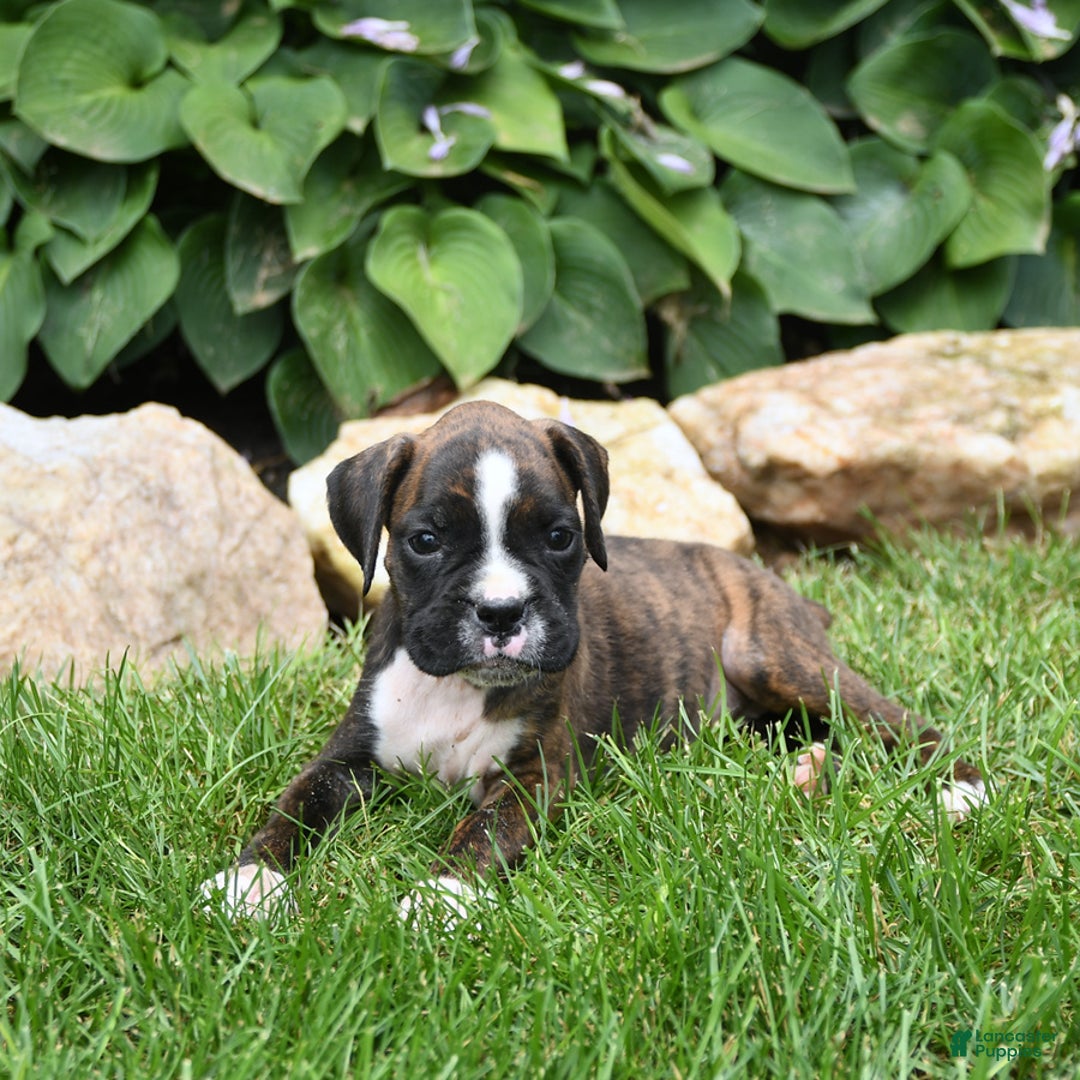 Boxer dogs for sale: Donna - Image 1