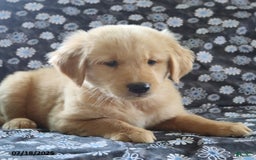 Golden Retriever dogs for sale: Rocky - Image 3