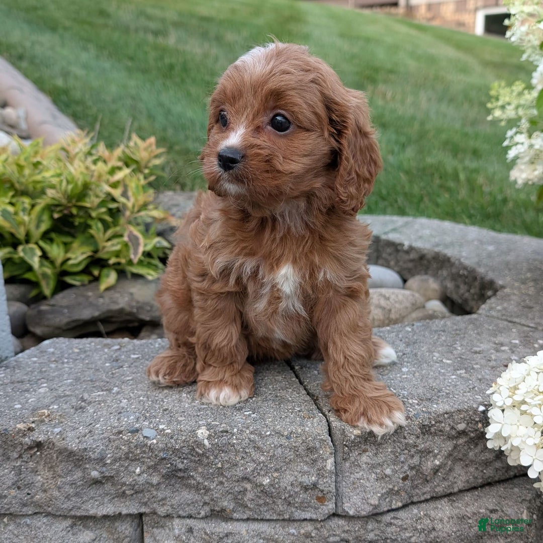 Cavapoo dogs for sale: Rosie - Image 8