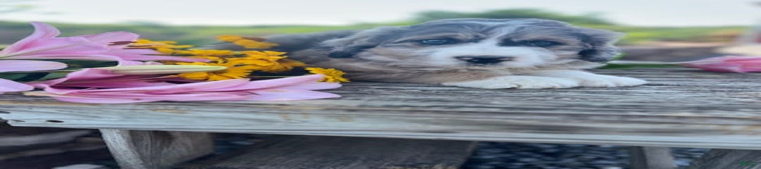 Tom