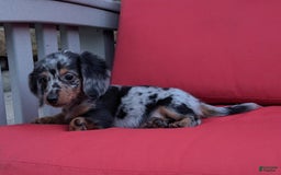 Miniature Dachshund dogs for sale: Princess - Image 5
