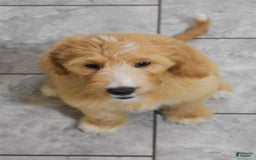 Goldendoodle dogs for sale: Sophie - Image 3