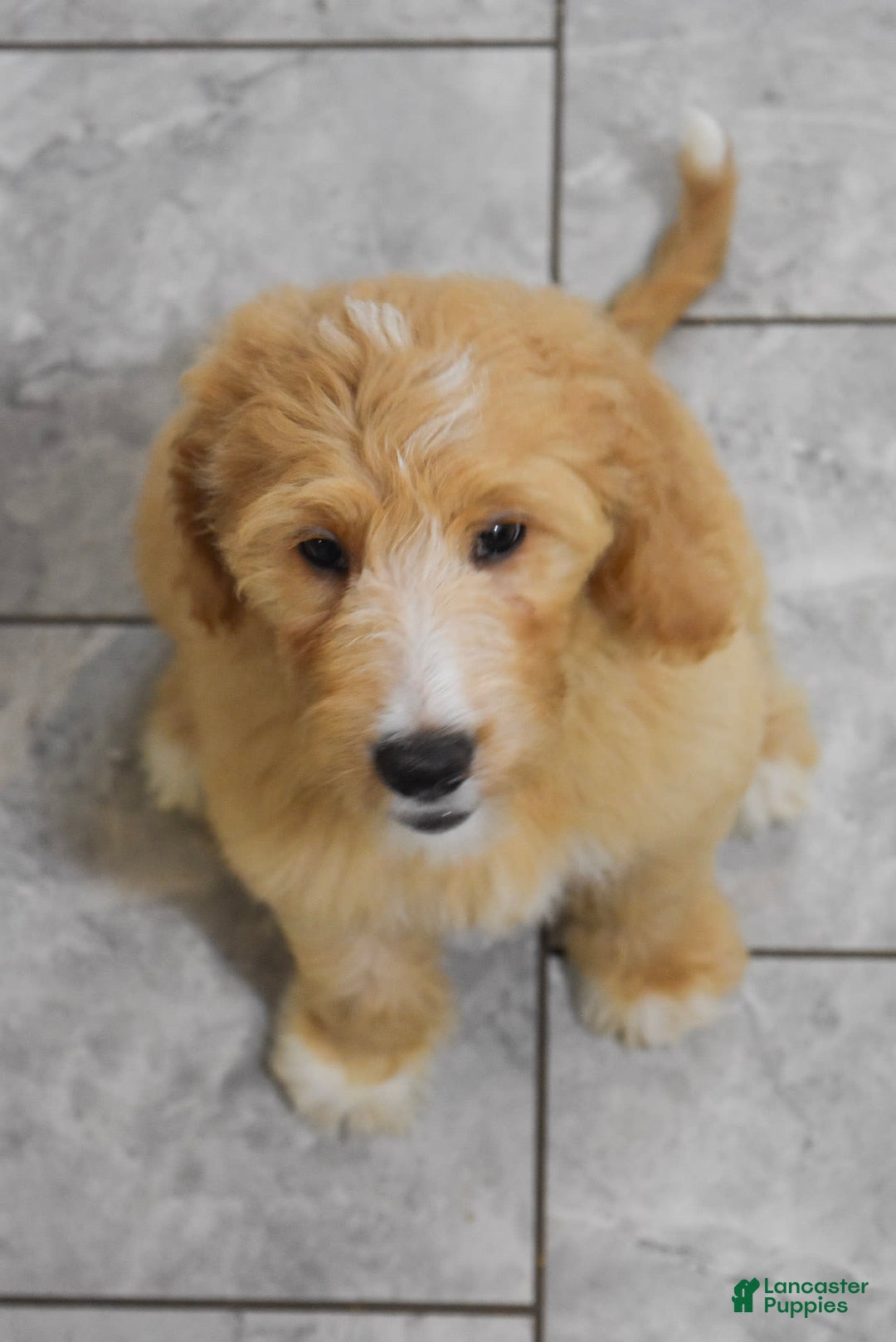 Goldendoodle dogs for sale: Sophie - Image 3
