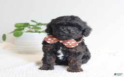Toy Poodle dogs for sale: Gabe - Image 2