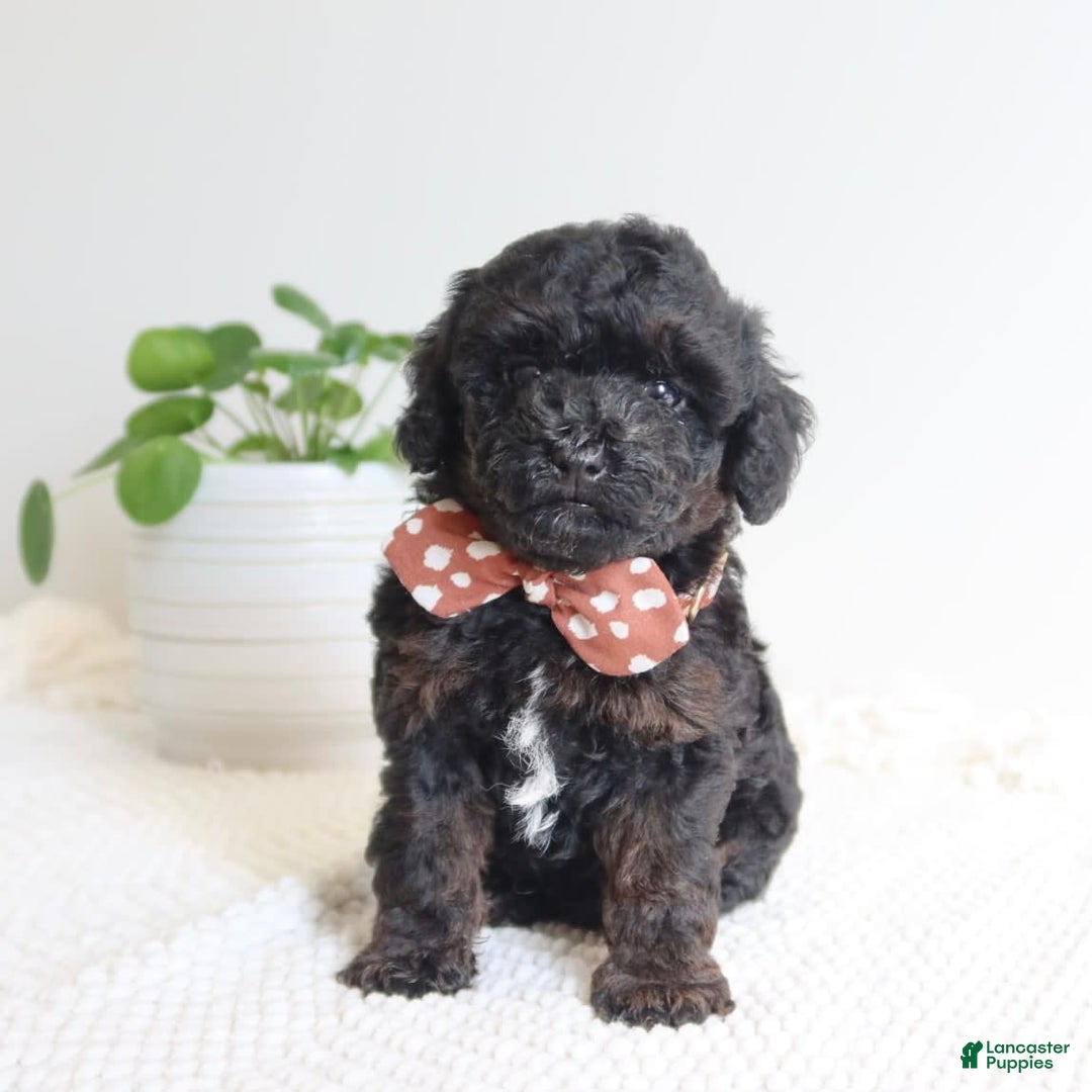 Toy Poodle dogs for sale: Gabe - Image 2