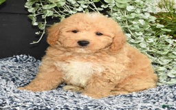 Bichpoo dogs for sale: Shawn - Image 9