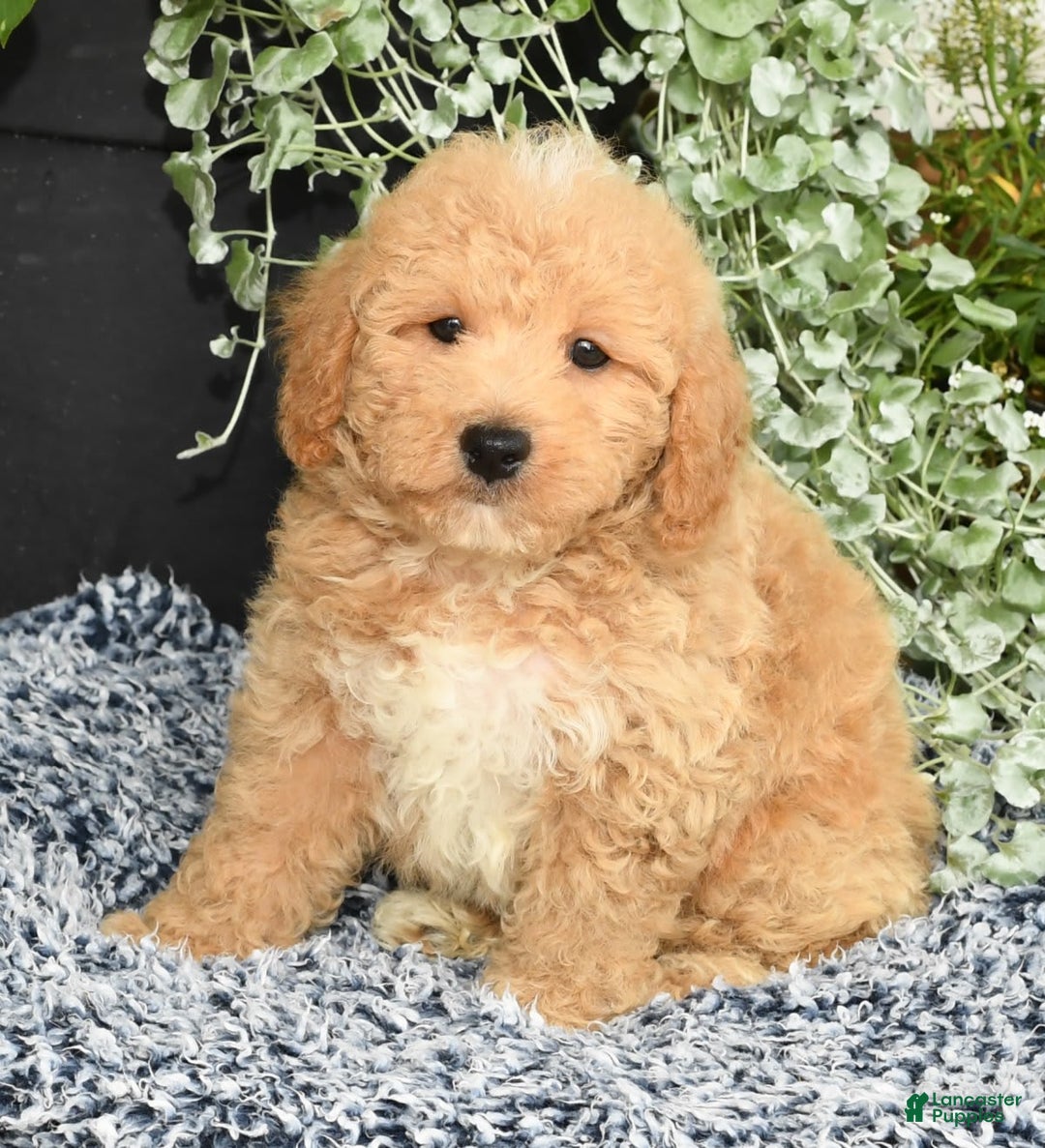 Bichpoo dogs for sale: Shawn - Image 9