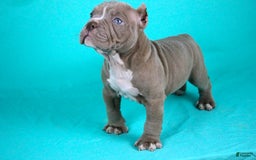 American Bully dogs for sale: Lilac Male - Image 4