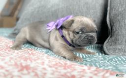 French Bulldog dogs for sale: Peacock blue fawn female Akc registration - Image 2