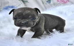 Frenchton dogs for sale: Twinkleberry - Image 1