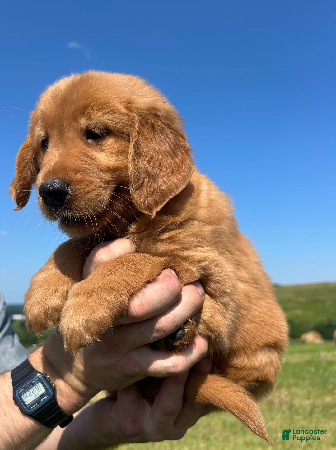 Golden Retriever dogs for sale: Fin - Image 5