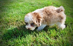 Havapoo dogs for sale: Gabby - Image 2