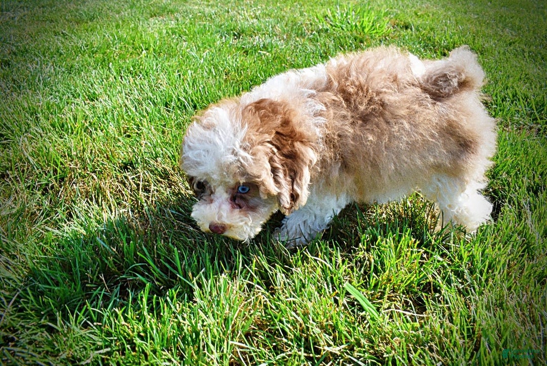 Havapoo dogs for sale: Gabby - Image 2