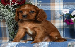 Cavalier King Charles Spaniel dogs for sale: Archer - Image 2