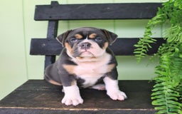 Olde English Bulldogge dogs for sale: Rosie - Image 4