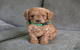 Cavapoo dogs for sale: Dusty - Image 6