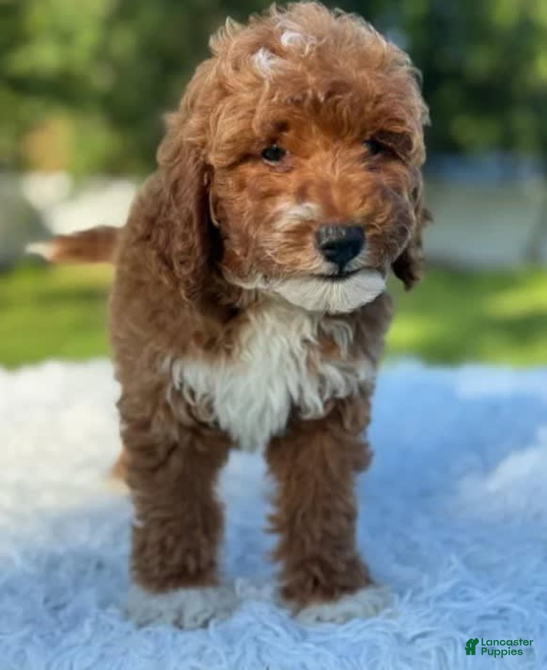 Goldendoodle dogs for sale: Milo - Image 11