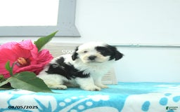 Havanese dogs for sale: Nova - Image 2
