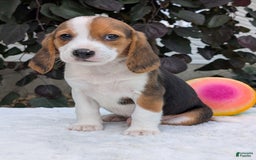 Beagle dogs for sale: Rosie - Image 10