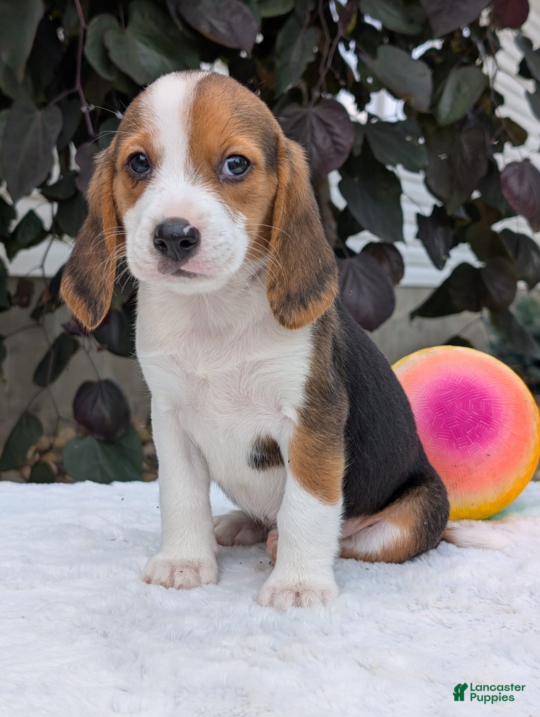 Beagle dogs for sale: Rosie - Image 10
