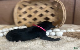Goldendoodle dogs for sale: Skye - Image 3