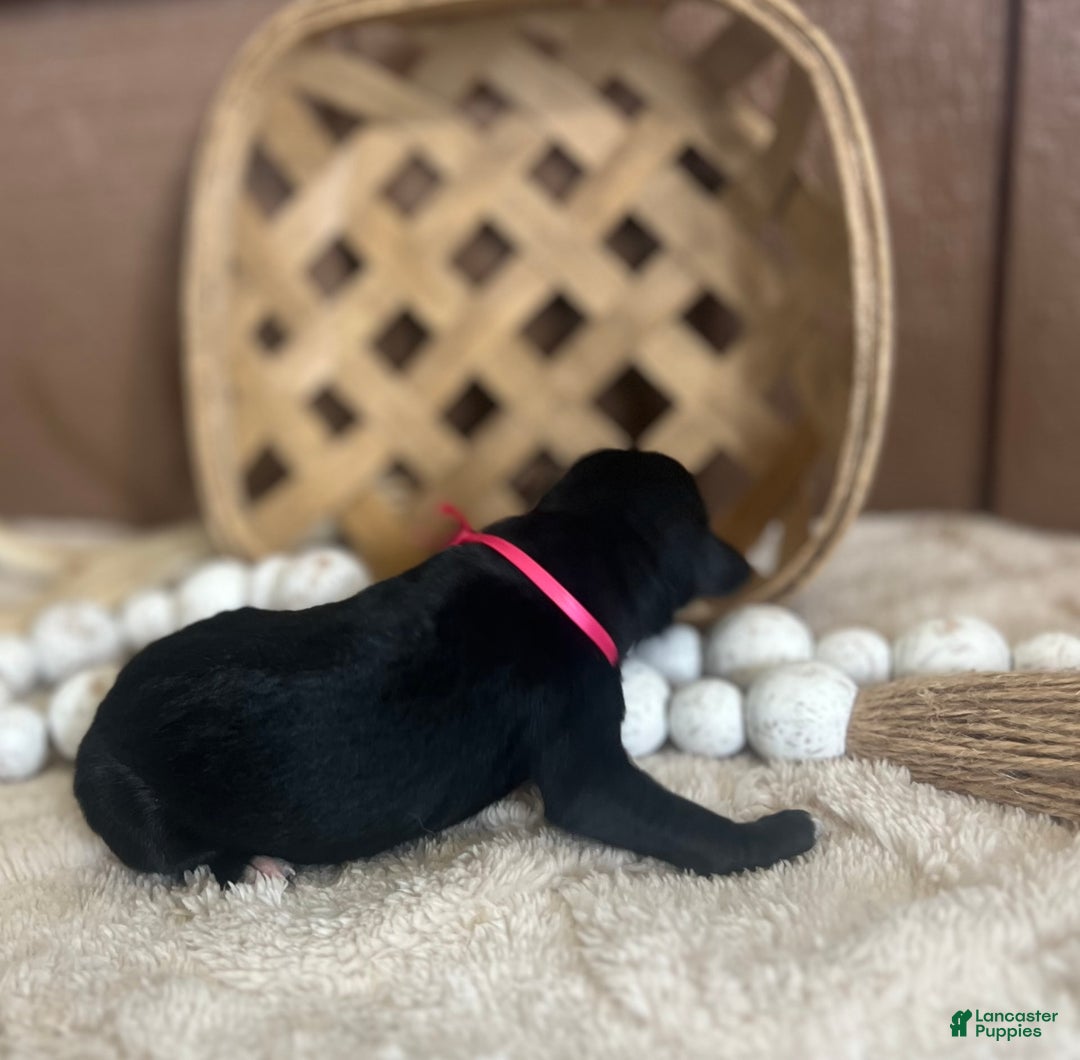 Goldendoodle dogs for sale: Skye - Image 3