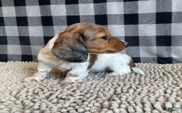 Dachshund dogs for sale: Dixie - Image 2